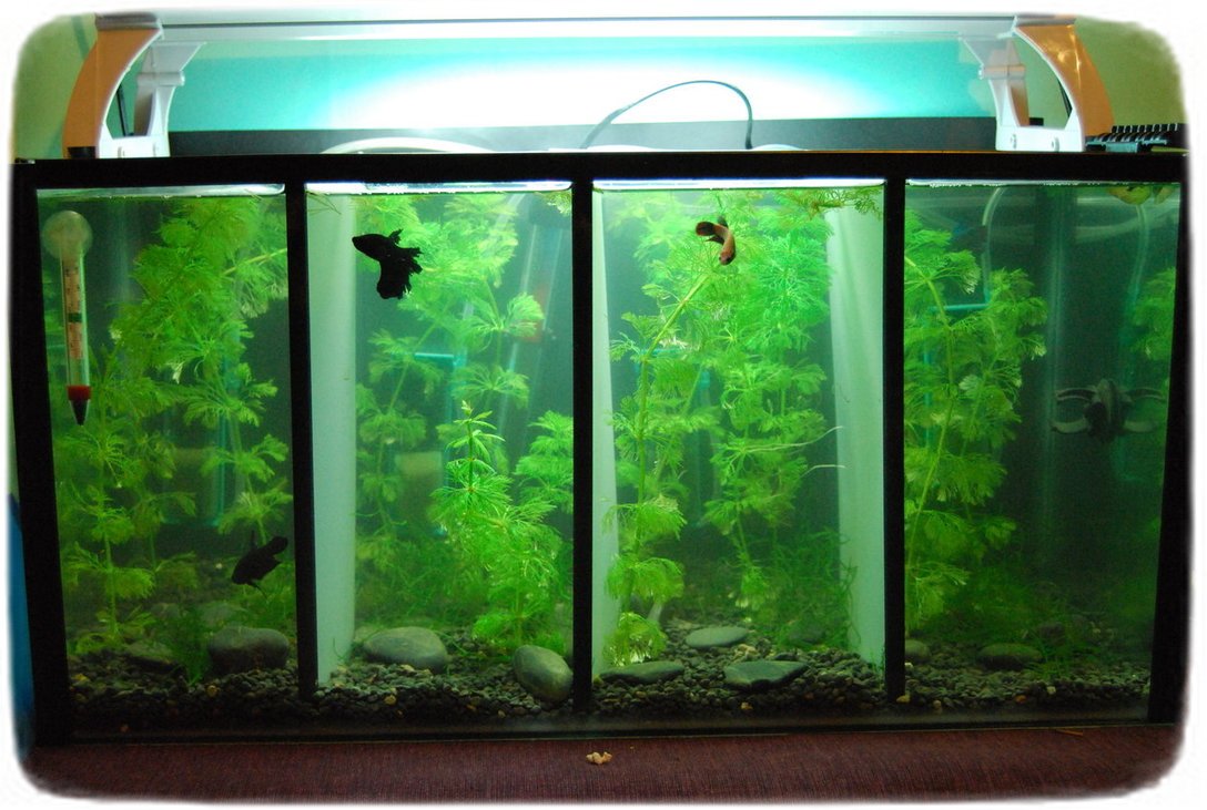 Betta Fish Tanks With Dividers