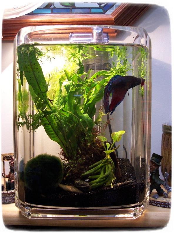 Betta Fish Tanks With Plants