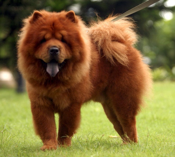 Big Lion Dog Breed
