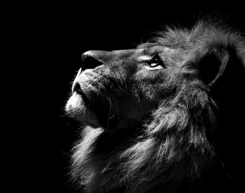 Black And White Lion Face