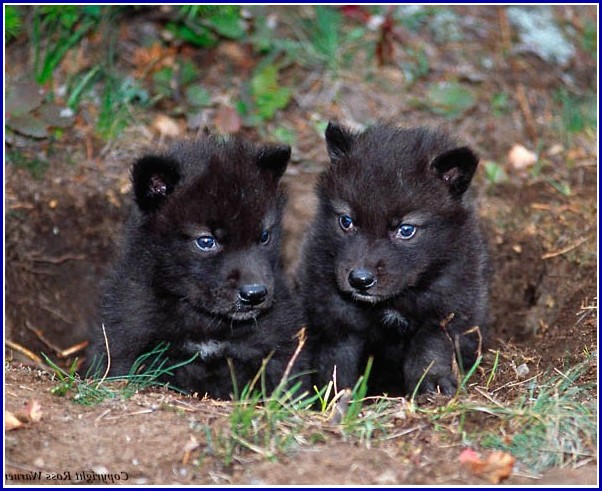 Black Wolf Dog Puppies
