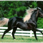 Breeds Of Horses With Pictures