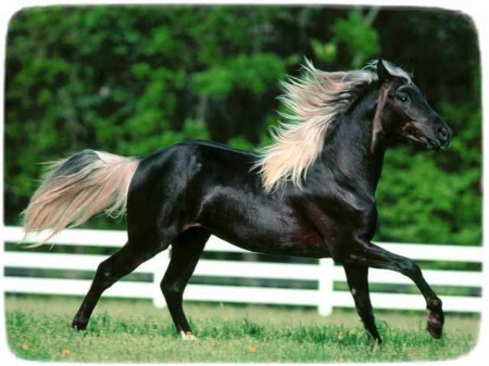 Breeds Of Horses With Pictures