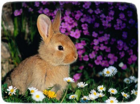 Bunny Rabbits As Pets