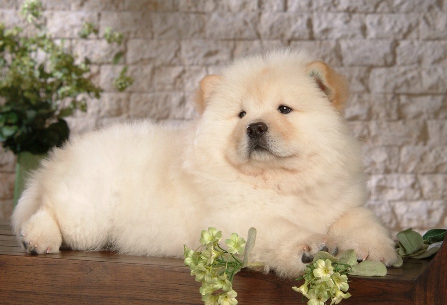 Chinese Lion Dog Breed