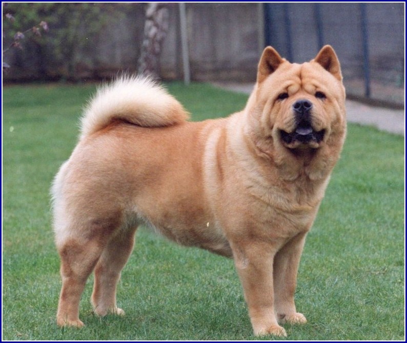 Chow Dog Breed Pictures