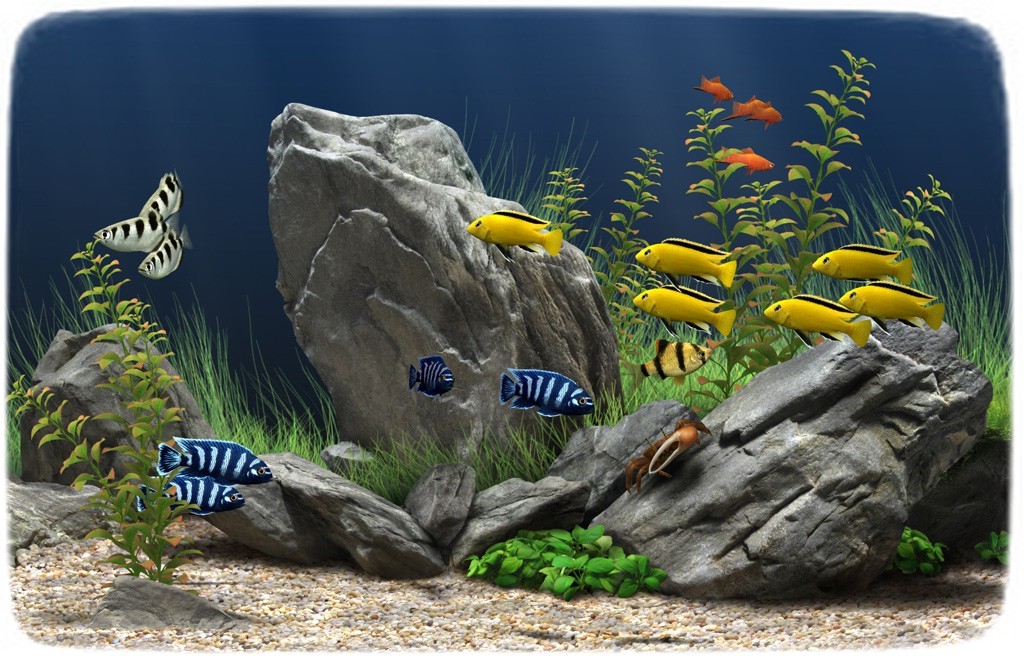 Cold Water Fish For Aquariums