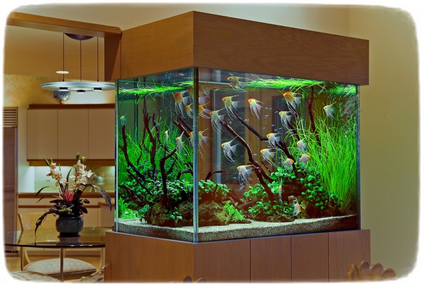 Cool Fish Tanks Decorations