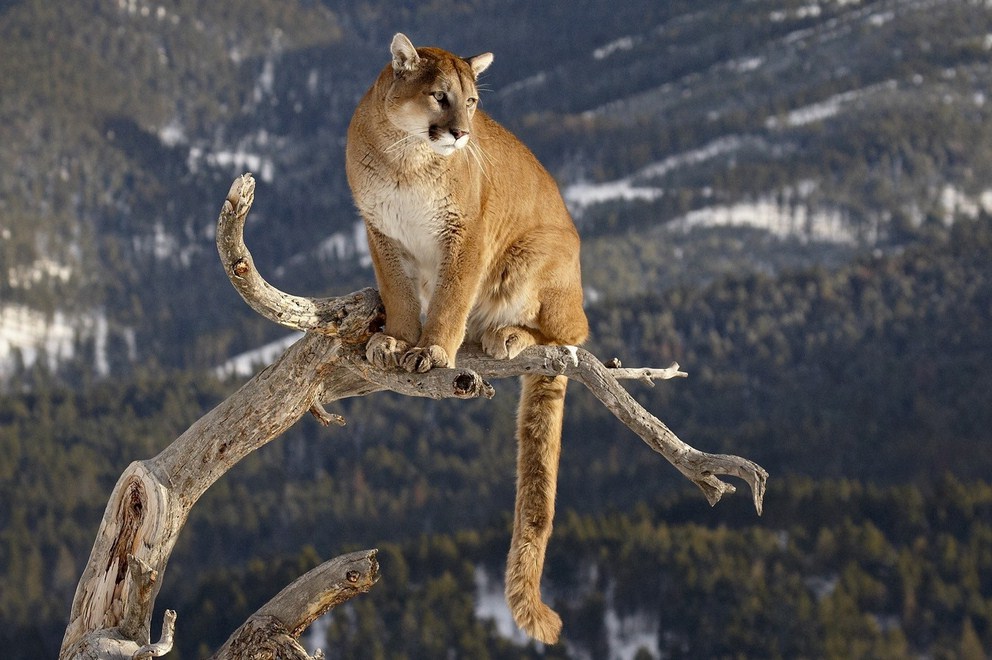 Cool Mountain Lion Pictures