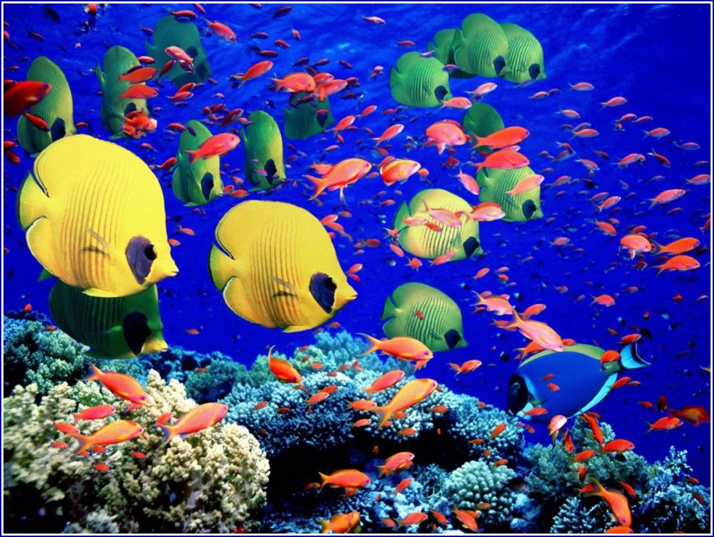 Coral Reef Fish Pictures And Names