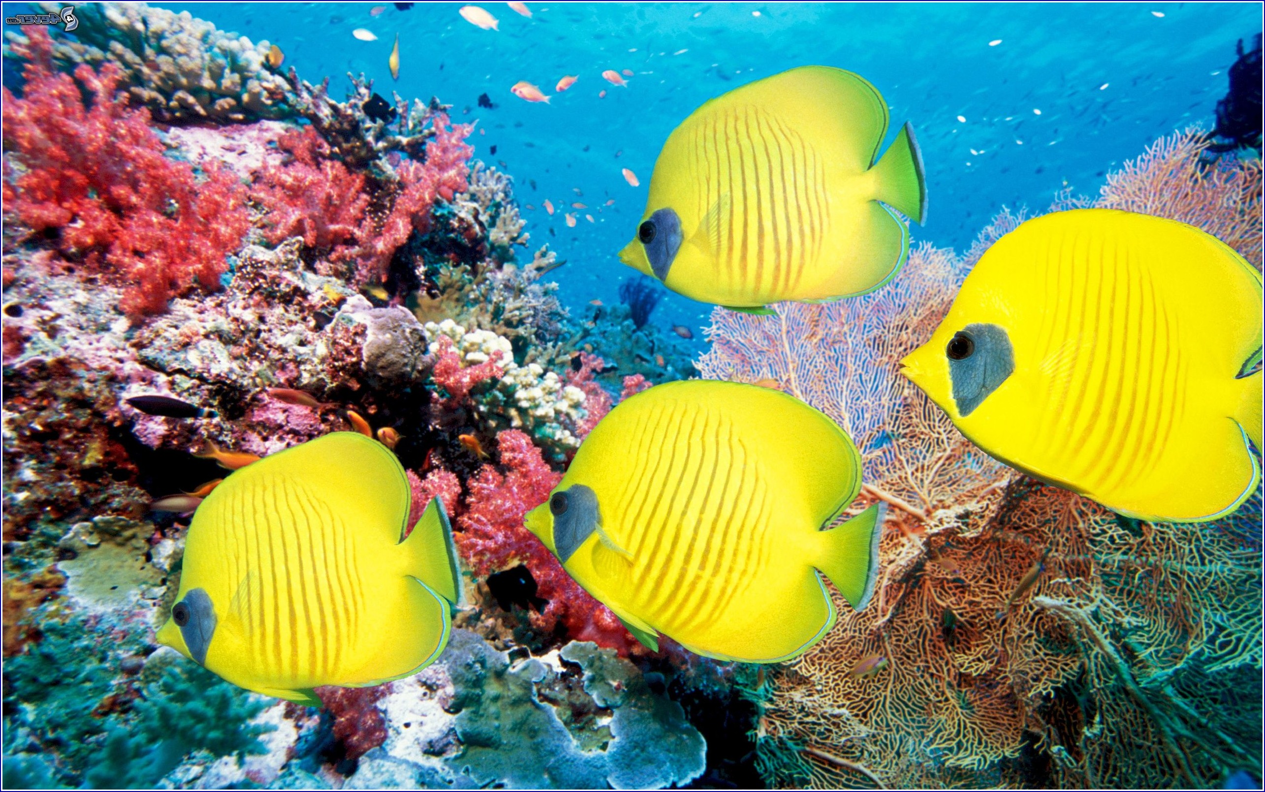 Coral Reef Fish Wallpaper