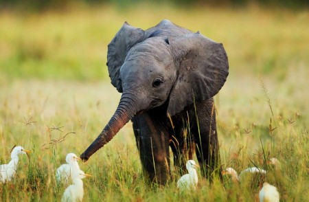 Cute Baby Elephants Pictures