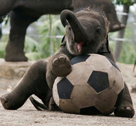 Cute Baby Elephants Playing
