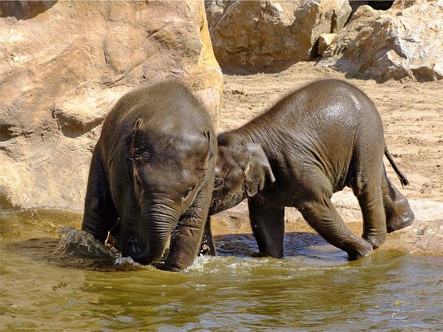 Cute Baby Elephants Playing In Water