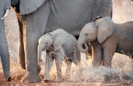 Cute Baby Elephants Wallpaper