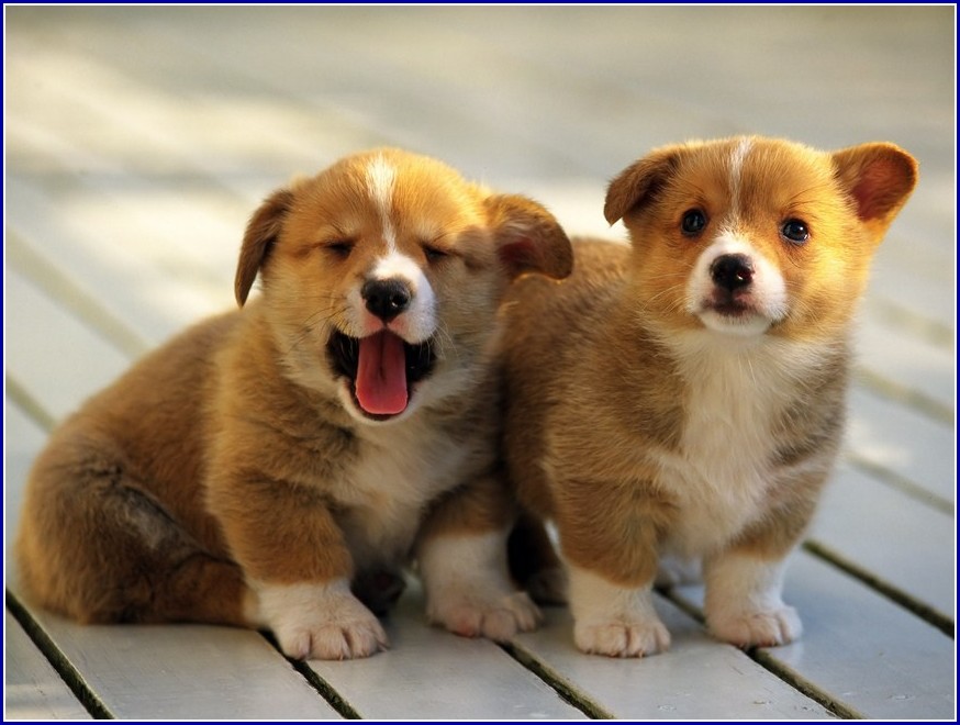 Cute Pictures Of Dogs And Puppies