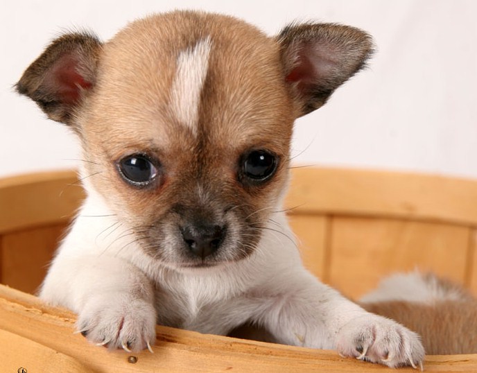 Cute Small Dog Breeds List With Pictures