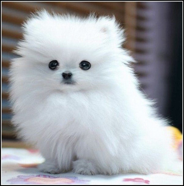 Cute Small White Dogs