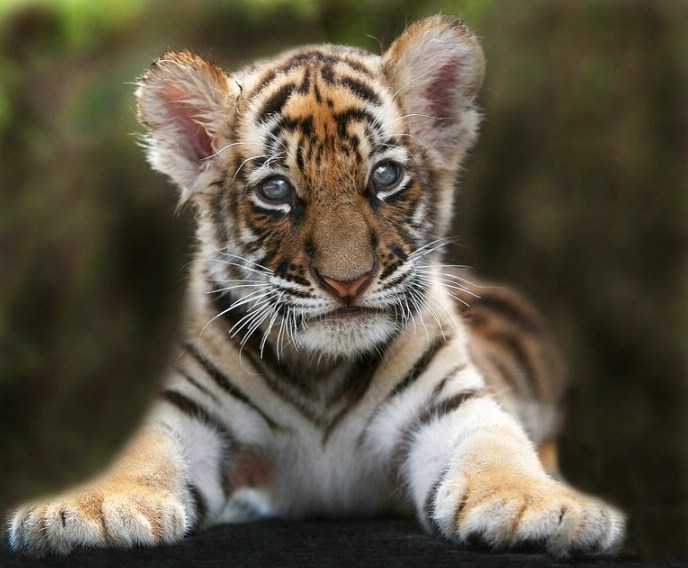 Cutest Baby Tiger Pictures