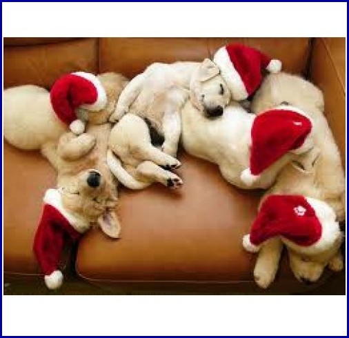 Dog Christmas Stockings Uk