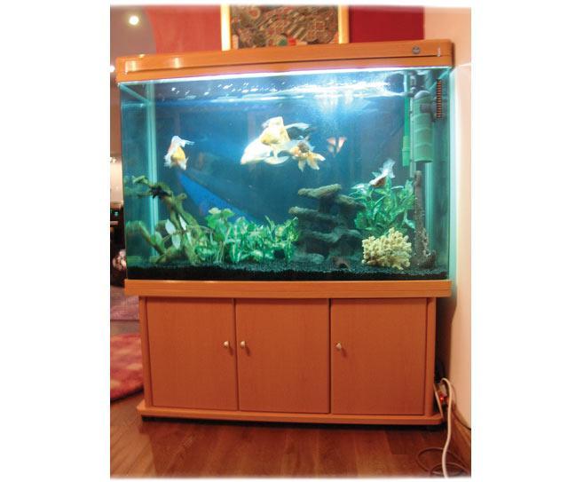 Fish Tank Stand Designs