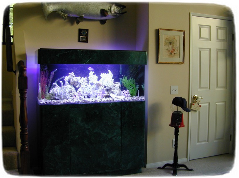 Fish Tank Stand Ideas