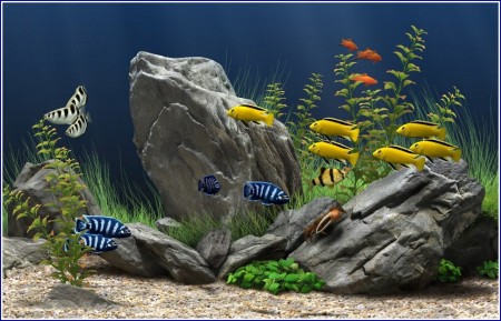 Freshwater Fish Tank Backgrounds