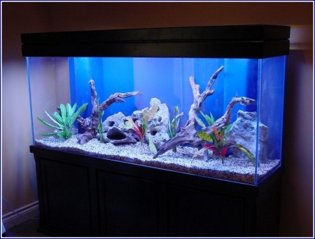 Freshwater Fish Tank Design