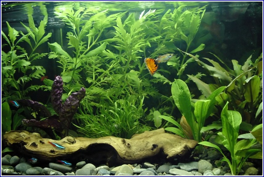 Freshwater Fish Tank Plants