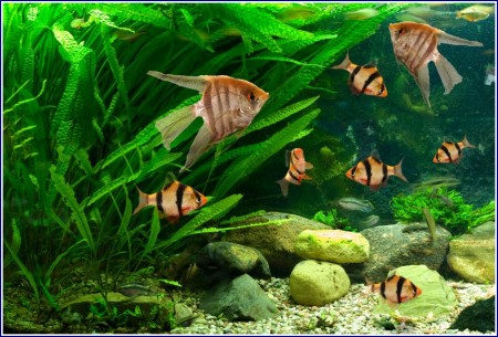 Freshwater Fish Tank With Sand