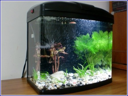 Freshwater Fish Tanks Pictures