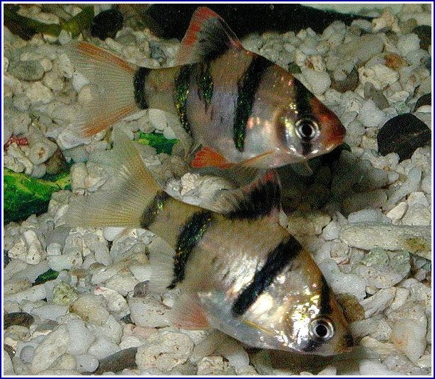 Freshwater Tropical Fish Images