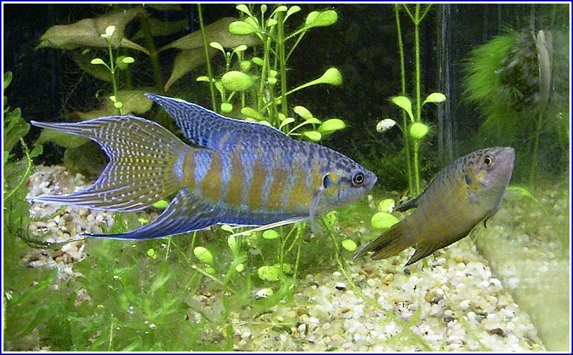 Freshwater Tropical Fish List With Pictures