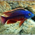 Freshwater Tropical Fish Species