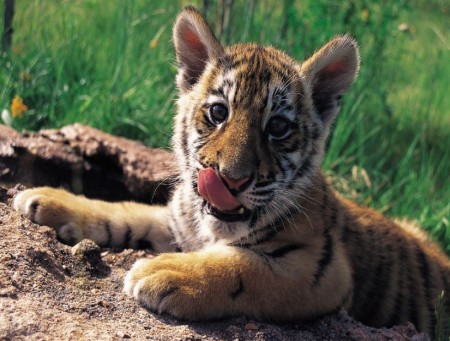 Funny Baby Tiger Pictures