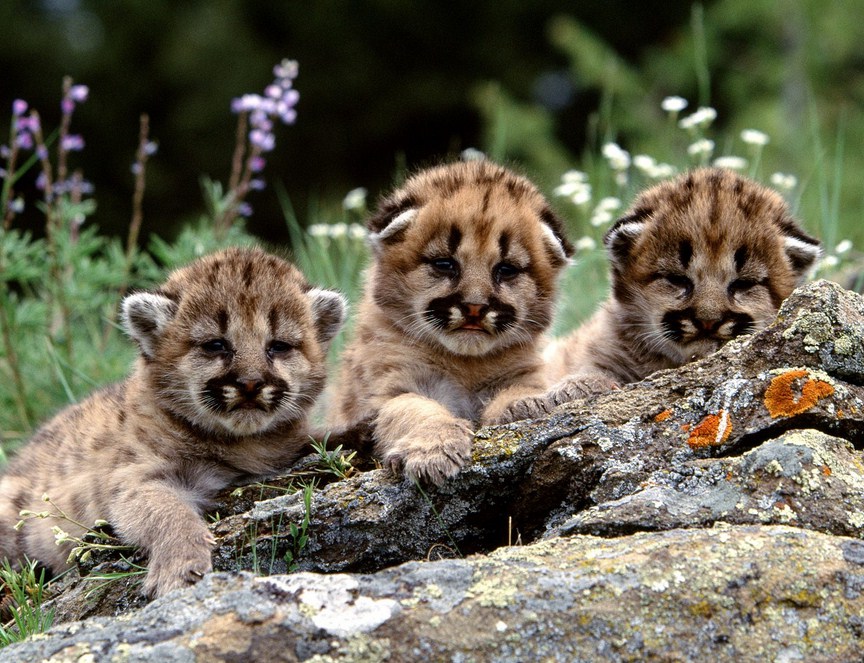 Funny Mountain Lion Pictures
