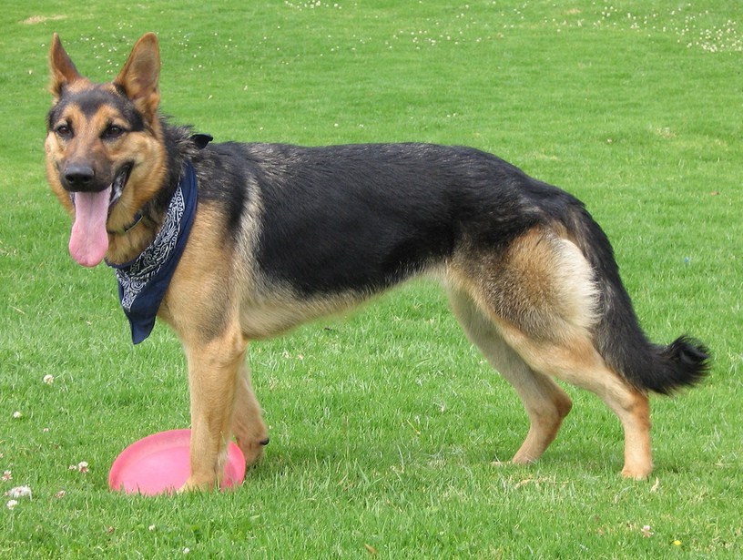 German Dog Breeds Leonberger