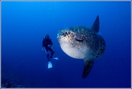 Giant Mola Mola Fish
