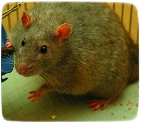 Giant Rats As Pets