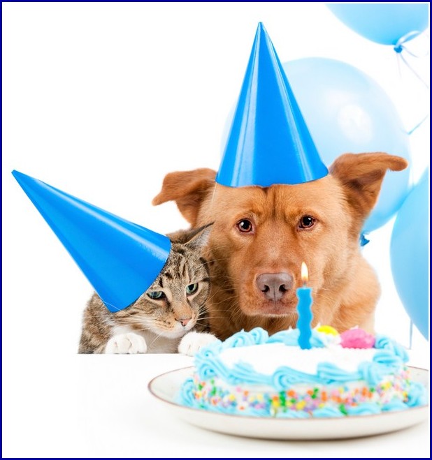 Gifts For Dogs First Birthday