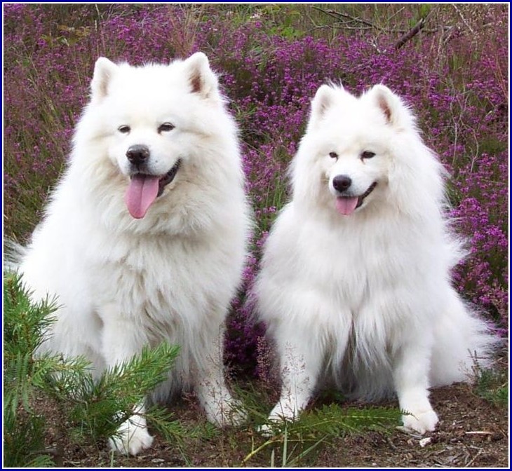Great Family Dogs That Are Medium Sized