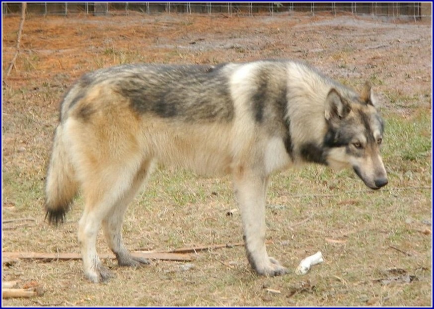 Grey Wolf Hybrid Dogs