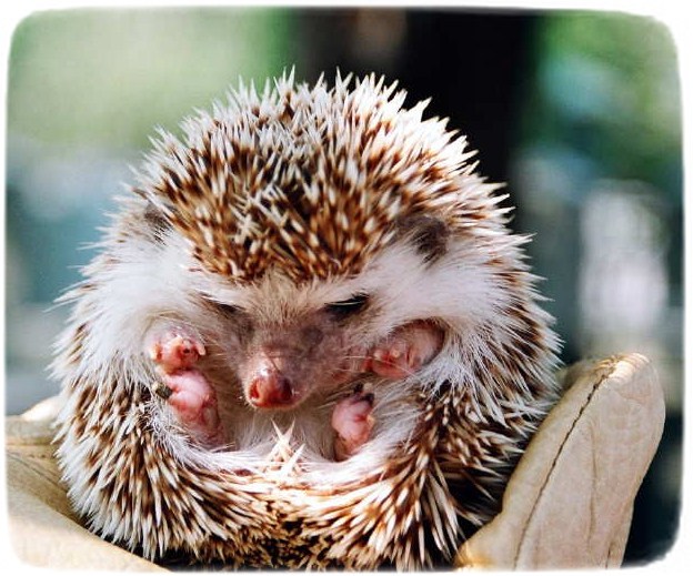 Hedgehog As Pets In Georgia