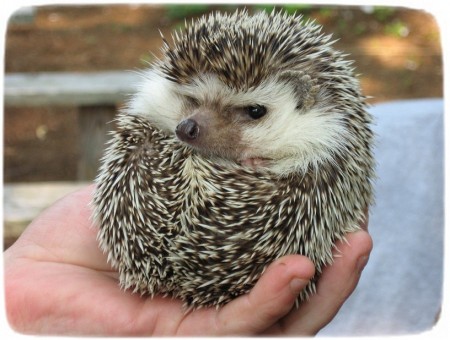 Hedgehog As Pets In Pa