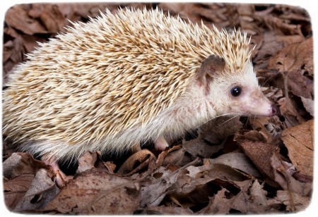 Hedgehogs As Pets Cages