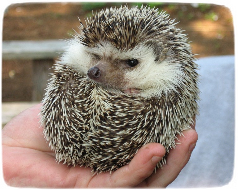 Hedgehogs As Pets In Pa
