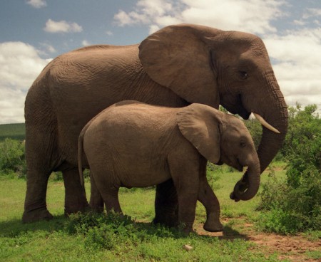 Images Of African Bush Elephant
