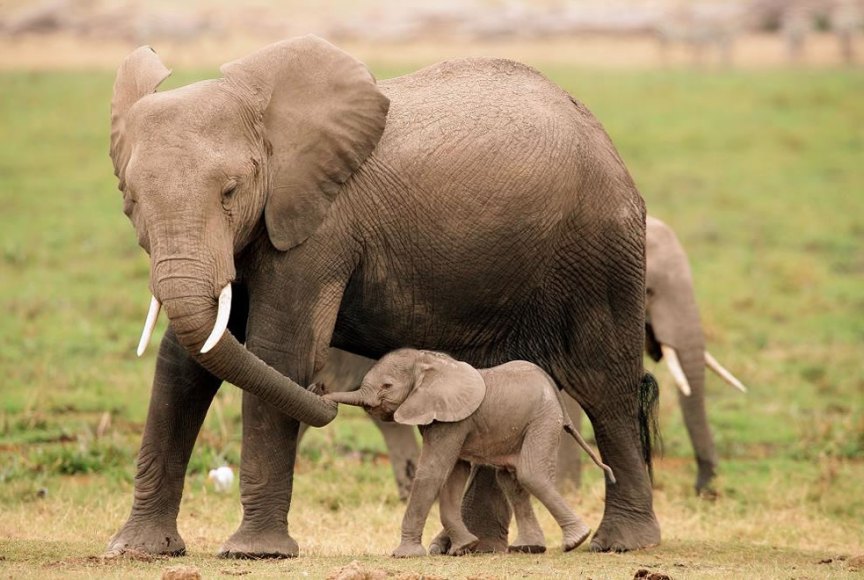 Images Of Elephants And Their Babies