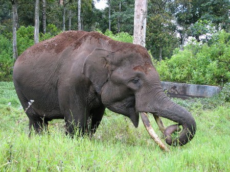 Images Of Elephants Eating