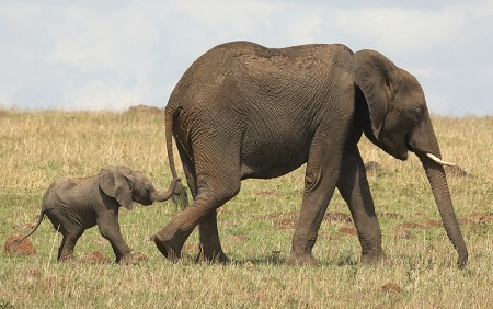 Images Of Elephants For Kids
